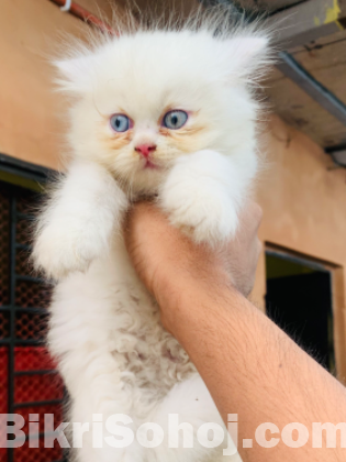 Pure Persian all male kitten